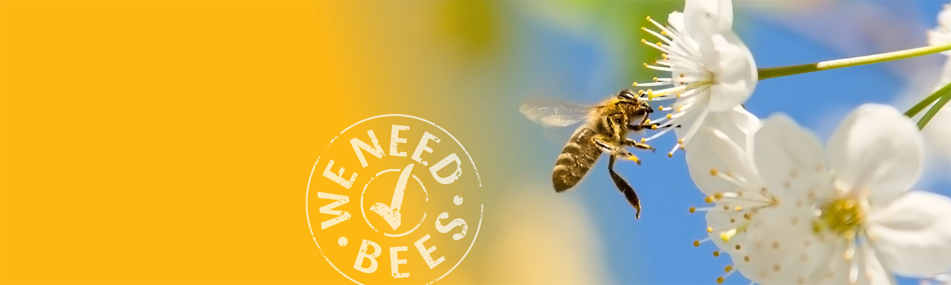 How you can help save bees