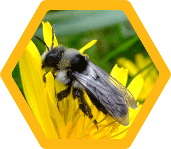 Ashy Mining bee (Andrena Cineraria)