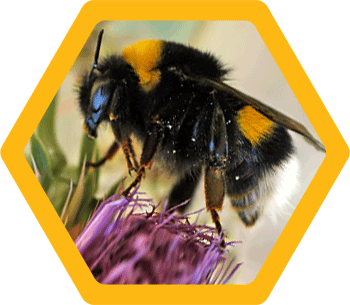 Bumble bee (Bombus)