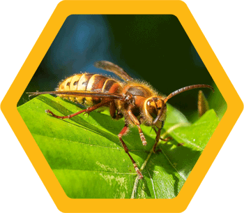 European Hornets (Vespa Crabro)