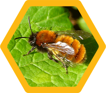 Tawny Mining bee (Andrena fulva)