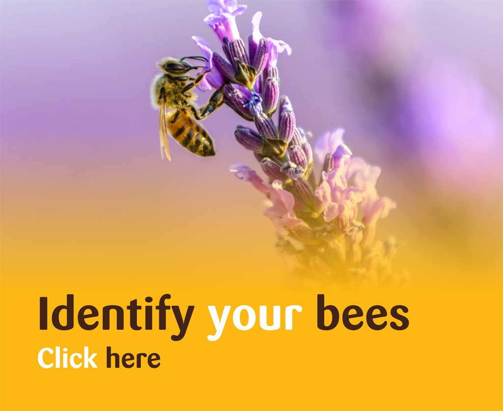 Identify your bees