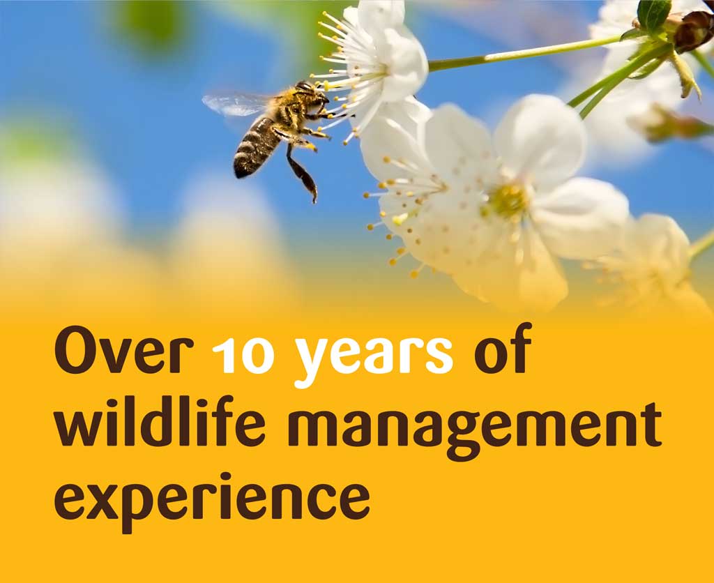 Over 10 years of Wildlife Management