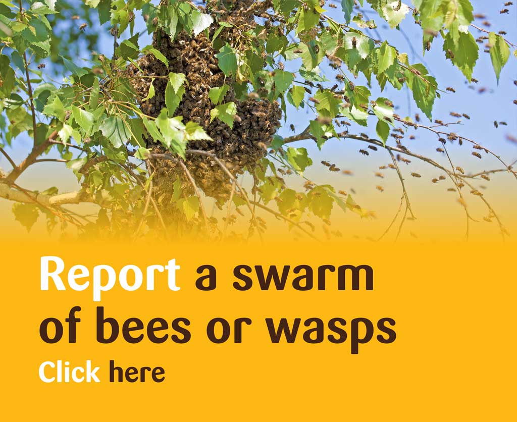 Report a Swarm of Bees