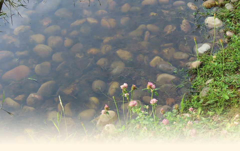 Bees get thirsty too!