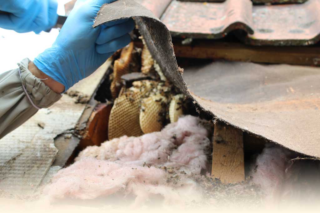 Honey Bee Removal from Flat Roof