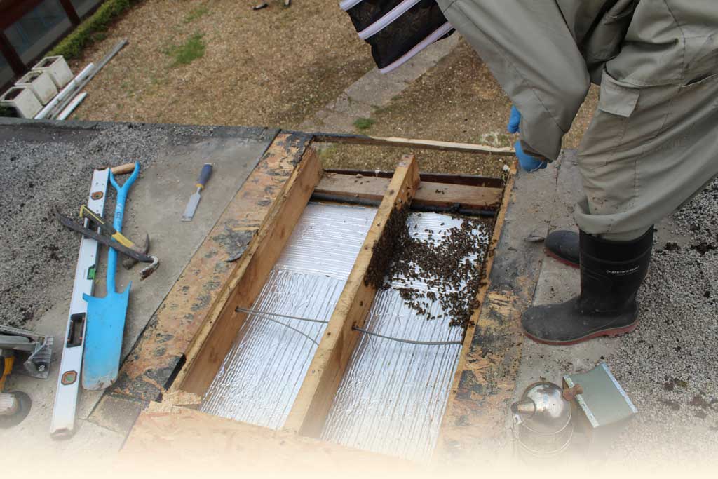 Honey Bee Removal from Flat Roof